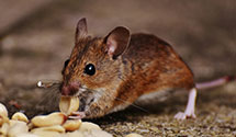 24 Hour & Emergency Exterminators in Rllng Hls Est, CA